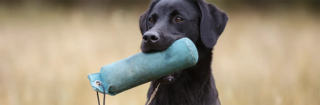 Le Brevet National de Propriétaire de Chien