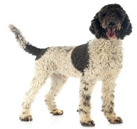 Chien-deau-portugais