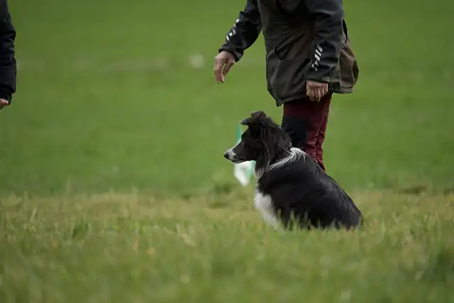 Des-epreuves-variees-pour-tous-les-talents-canins