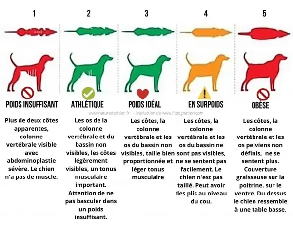 Obesite-chez-le-chien