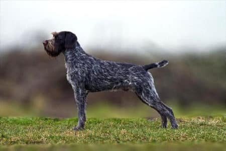 Pointeur-allemand-à-poil-dur