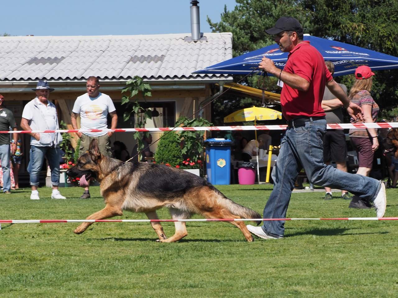 09.08.2020 – Exposition Internationale pour Berger Allemand – Wädenswil
