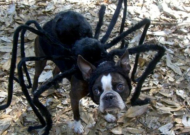 chien-araignee-halloween