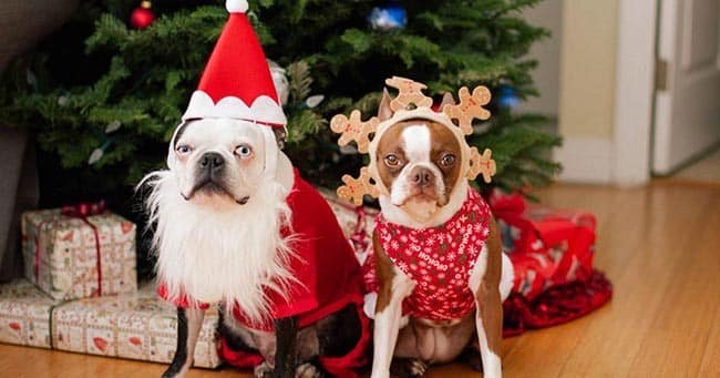 deguiser-son-chien-a-noel
