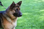 17219.webp