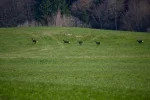 DSC_0739.webp