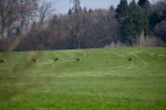 DSC_0742.webp